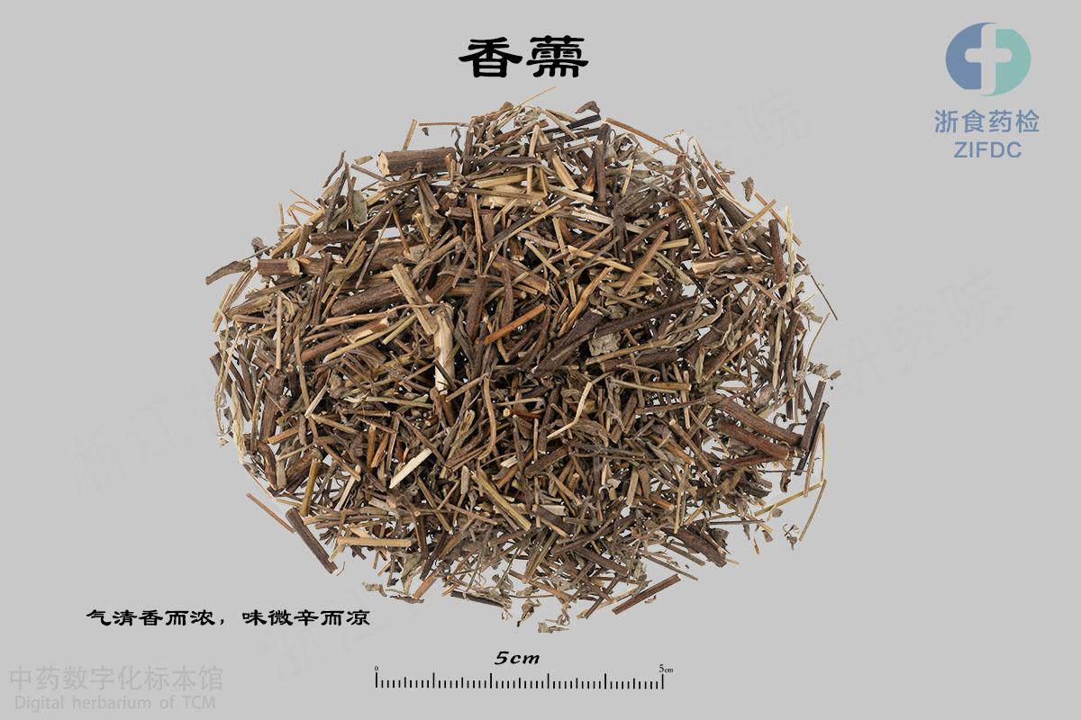 香薷 标本影像